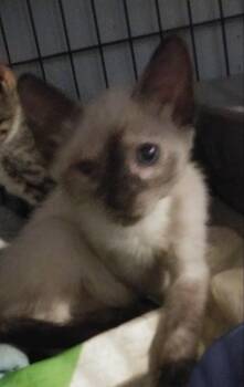 Clementine -  Siamese Cat for Adoption in PORT WENTWRTH, Georgia - Clementine | PetCurious