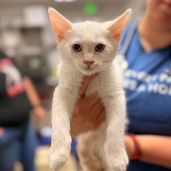 Rueben -  Domestic Short Hair Cat for Adoption in Spokane, Washington - Rueben | PetCurious
