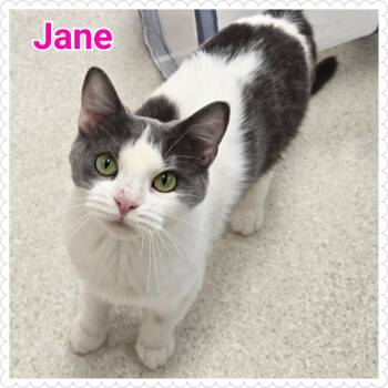 Rescue Domestic Short Hair Cats for Adoption in North Saint Paul, Minnesota - Jane | PetCurious