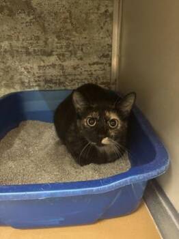 Domestic Short Hair Cats Available for Adoption in Paducah, Kentucky - Wednesday | PetCurious