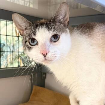 Tiki -  Domestic Short Hair Cat for Adoption in St. Petersburg, Florida - Tiki | PetCurious