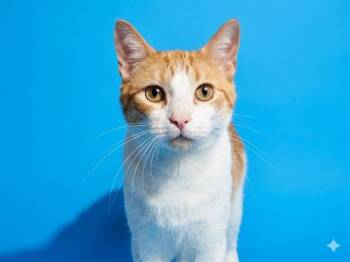 TZATZIKI -  Domestic Short Hair Cat for Adoption in Jacksonville, Florida - TZATZIKI | PetCurious