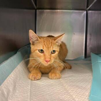 Ren -  Domestic Short Hair Cat for Adoption in Madill, Oklahoma - Ren | PetCurious