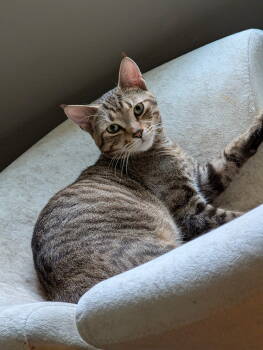 Rescue Domestic Short Hair Cats for Adoption in Dayton, Ohio - Douglas | PetCurious