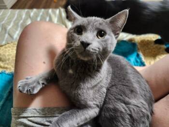 Rescue Domestic Short Hair Cats for Adoption - Stitch | PetCurious