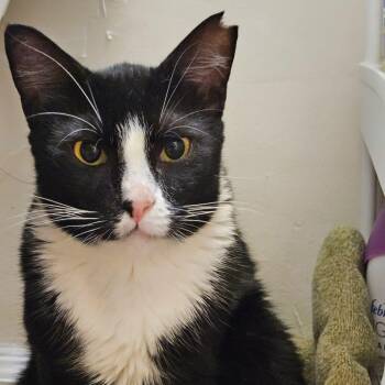 Homie -  Domestic Short Hair Cat for Adoption in Honolulu, Hawaii - Homie | PetCurious