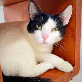 Rescue Domestic Short Hair Cats for Adoption in Riverwoods, Illinois - Chula | PetCurious