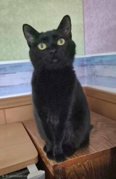 Domestic Short Hair Cats Available for Adoption - Sabrina | PetCurious