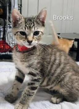 Brooks -  Domestic Short Hair Cat for Adoption in Ruskin, Florida - Brooks | PetCurious