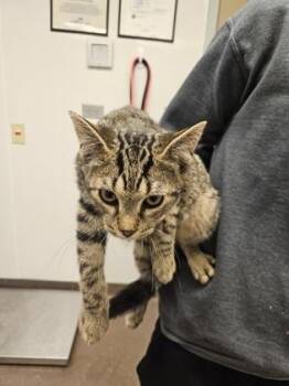 Pembroke -  Domestic Short Hair Cat for Adoption in South Bend, Indiana - Pembroke | PetCurious