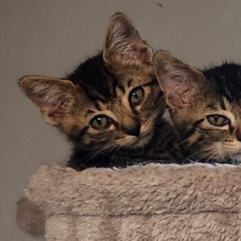 Josephus Jon -  Domestic Short Hair Cat for Adoption in Layton, Utah - Josephus Jon | PetCurious