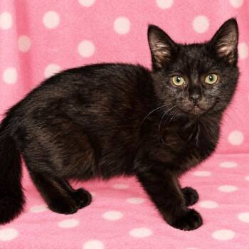 Nina -  Domestic Short Hair Cat for Adoption in Mt. Juliet, Tennessee - Nina | PetCurious