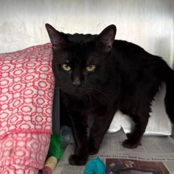 Louie -  Domestic Short Hair Cat for Adoption in Chicago, Illinois - Louie | PetCurious