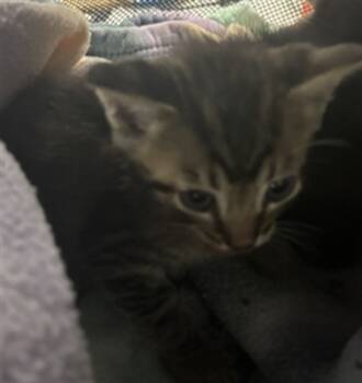 Rescue Domestic Short Hair Cats for Adoption in Fort Walton Beach, Florida - LEGOSHI | PetCurious