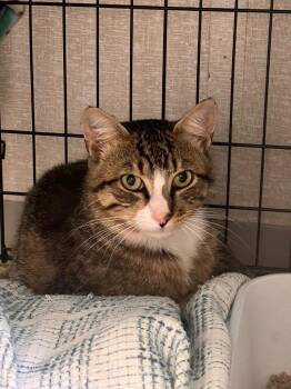 Hobo -  Domestic Short Hair Cat for Adoption in Pomona, New York - Hobo | PetCurious