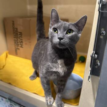 Domestic Short Hair and Dilute Tortoiseshell Cats Available for Adoption - Infiniti | PetCurious