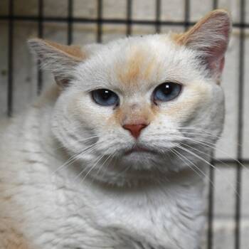 Rescue Siamese Cats for Adoption in Waynesboro, Pennsylvania - Honey(Mallory) | PetCurious