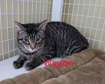 Domestic Short Hair and Tabby Cats Available for Adoption in Williamsburg, Iowa - Waylon (Available Est 6/4/26) | PetCurious