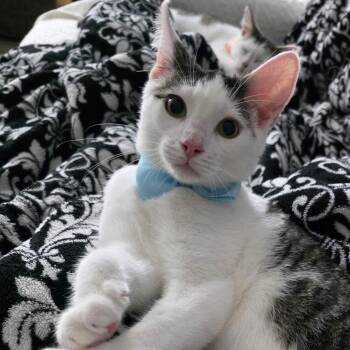 Bic -  Domestic Short Hair Cat for Adoption in Richmond, Virginia - Bic | PetCurious