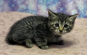 Domestic Short Hair Cats Available for Adoption in Washington Court House, Ohio - Clem | PetCurious
