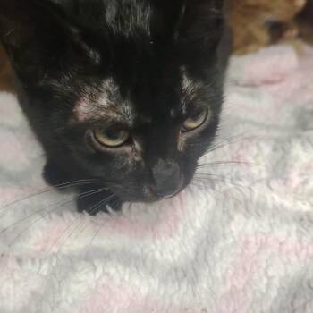 Jolene -  Domestic Short Hair Cat for Adoption in Ashtabula, Ohio - Jolene | PetCurious