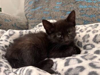 NIKE -  Domestic Short Hair Cat for Adoption in Colorado Springs, Colorado - NIKE | PetCurious