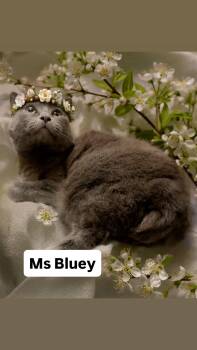 Domestic Short Hair Cats Available for Adoption in Walnut Creek, California - Ms Bluey At Martinez Pet Food Express   May 2nd | PetCurious