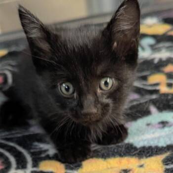 March -  Domestic Short Hair Cat for Adoption in Brighton, Missouri - March | PetCurious