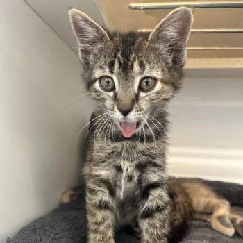 Brandywine -  Domestic Short Hair Cat for Adoption in Park City, Utah - Brandywine | PetCurious