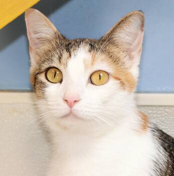 April -  Domestic Short Hair and Calico Cat for Adoption in Cincinnati, Ohio - April | PetCurious