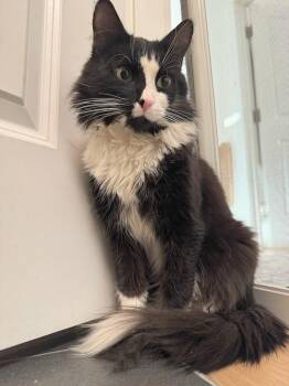 Maine Coon and Domestic Medium Hair Cats Available for Adoption - Blizzard | PetCurious