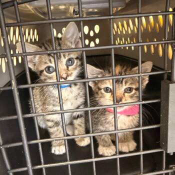 Tempest 2 -  Domestic Short Hair Cat for Adoption in Cumming, Georgia - Tempest 2 | PetCurious