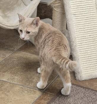 Butter -  Domestic Short Hair Cat for Adoption in South Bend, Indiana - Butter | PetCurious