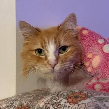 Frankie -  Domestic Long Hair Cat for Adoption in Atlanta, Georgia - Frankie | PetCurious
