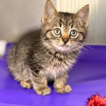 Harry -  Domestic Short Hair Cat for Adoption in Cumming, Georgia - Harry | PetCurious