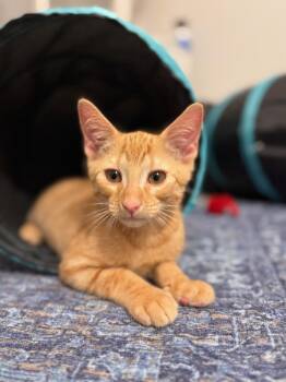 Rescue Domestic Short Hair Cats for Adoption in Boca Raton, Florida - Ember & Jett BONDED | PetCurious