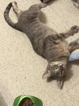 Domestic Short Hair Cats Available for Adoption - Angel | PetCurious