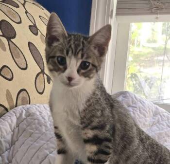 Smurfette -  Domestic Short Hair Cat for Adoption in Wilmington, North Carolina - Smurfette | PetCurious