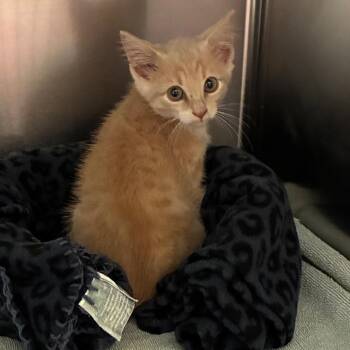 Kachow -  American Shorthair Cat for Adoption - Kachow | PetCurious