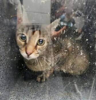 Rescue Domestic Short Hair Cats for Adoption in Nashville, Tennessee - Missy Gray | PetCurious