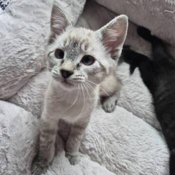 Tampa -  Domestic Short Hair Cat for Adoption in Buffalo, Minnesota - Tampa | PetCurious