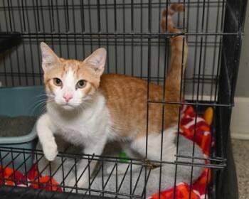 Rescue Domestic Short Hair Cats for Adoption in Baton Rouge, Louisiana - Firebug | PetCurious