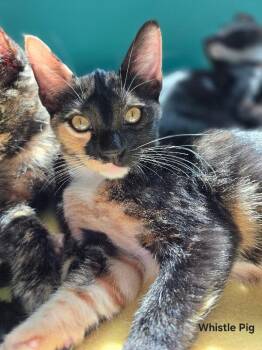 Whistle Pig -  Domestic Short Hair Cat for Adoption in Fort Collins, Colorado - Whistle Pig | PetCurious