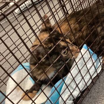 Torti -  Domestic Short Hair Cat for Adoption in Montgomery, Alabama - Torti | PetCurious