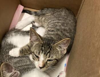 Domestic Short Hair Cats Available for Adoption in Long Beach, California - CASSOWARIE | PetCurious