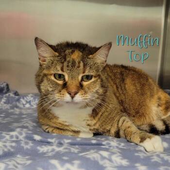 Muffin Top -  Domestic Short Hair Cat for Adoption in Parkersburg, West Virginia - Muffin Top | PetCurious