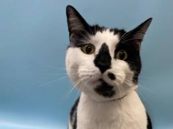 Cashmere -  Domestic Short Hair Cat for Adoption in Woodbury, Minnesota - Cashmere | PetCurious