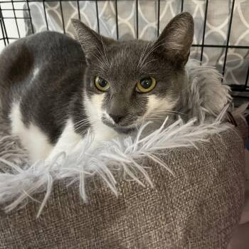 Rescue Domestic Short Hair Cats for Adoption - Dorothy Donut | PetCurious
