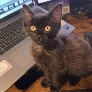 Chai T -  Domestic Medium Hair and Domestic Short Hair Cat for Adoption in Cumming, Georgia - Chai T | PetCurious