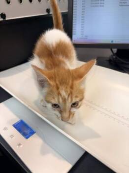 Domestic Short Hair Cats Available for Adoption in Memphis, Tennessee - Katmai | PetCurious